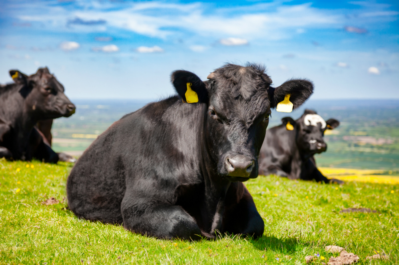 Using a Company Offering High-Quality Cows for Sale Can Be Beneficial